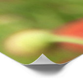 Mohn 2012 2 poster (Hoek)