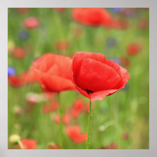 Mohn 2012 2 poster