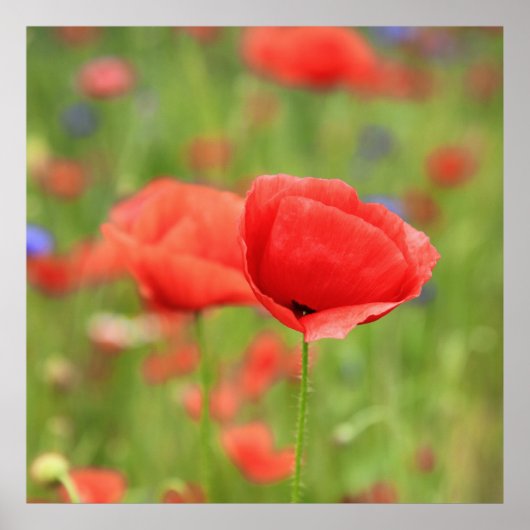 Mohn 2012 2 poster (Voorkant)