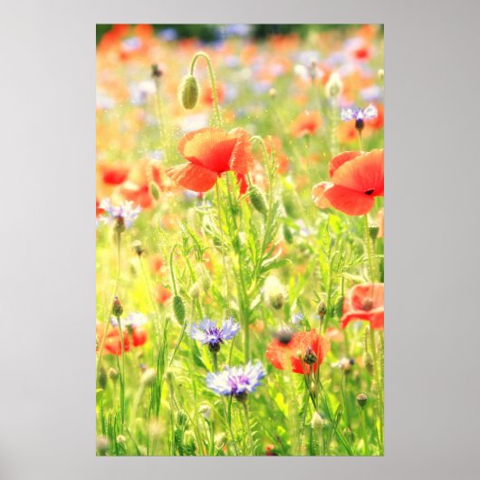 Mohn Traum Poster (Voorkant)