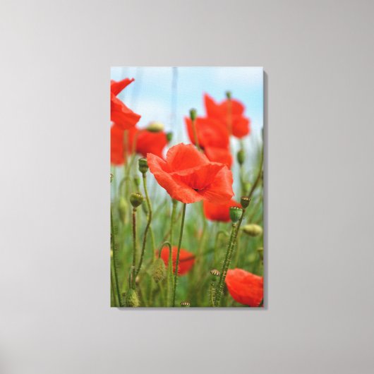 Mohnblumen Canvas Afdruk (Voorkant)