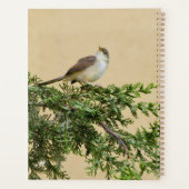 Moineau (Dos)