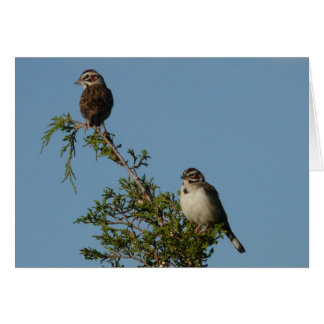 Moineau d'alouette