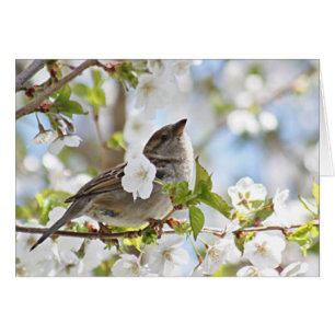 Moineau dans des fleurs de cerisier