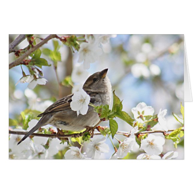 Moineau dans des fleurs de cerisier (Devant horizontal)