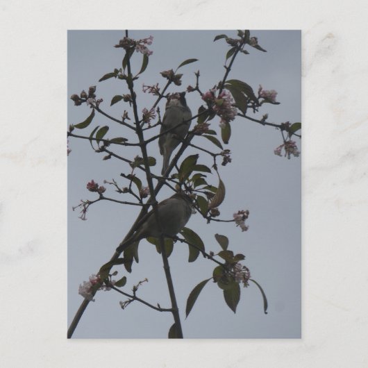 Moineaux dans un arbre avec fleurs d'automne carte (Devant)