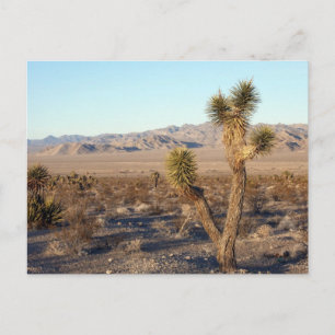 Mojave Desert scene 01 Briefkaart