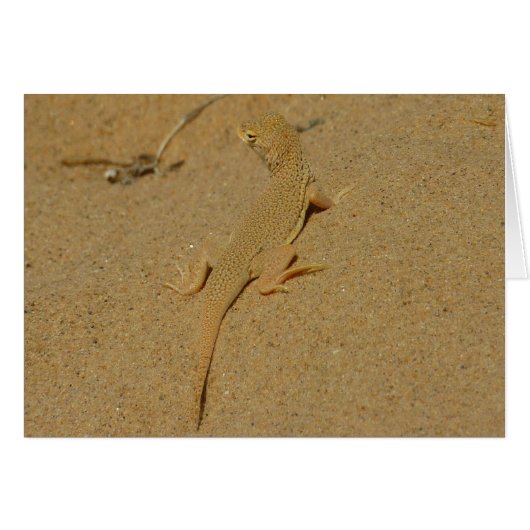 Mojave Fringe Toed Lizard (Voorkant Horizontaal)