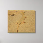 Mojave Fringe Toed Lizard Canvas Afdruk (Voorkant)