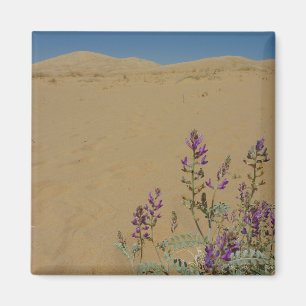 Mojave Indigo Bush en Kelso Dunes Magneet