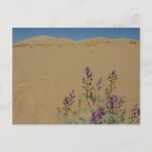 Mojave Indigo Struik en Kelso Dunes Briefkaart (Voorkant)