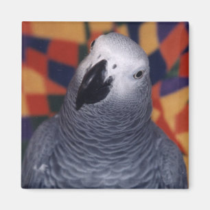 Mojo Magneet