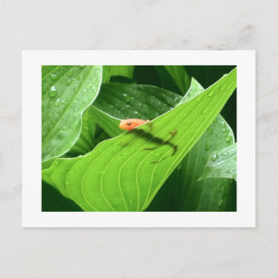 Mojo's Little Red Eft Briefkaart