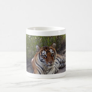 Mok Bengalen Tiger 003