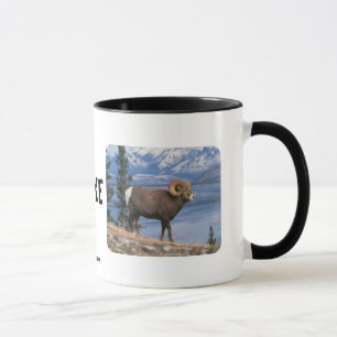 MOK BIGHORSCHAPEN