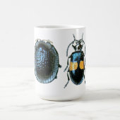 Mok blauwe en gele keel (Center)