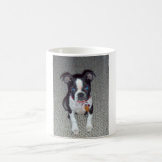 Mok Boston Terrier