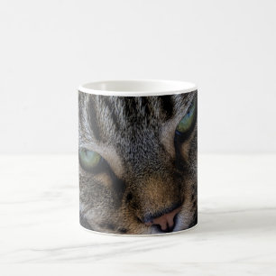 Mok katten Ogen