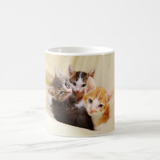 Mok Kitten Trio (Center)
