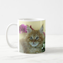 Mok Maine Coon kitten