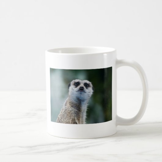 Mok Meerkat (Rechts)