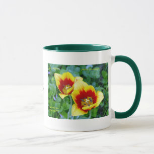 Mok met plendiflorische wit - gele/rode tulp