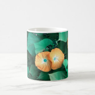 Mok Oranje morning Glories