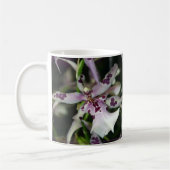 Mok Orchid Beallara (Links)