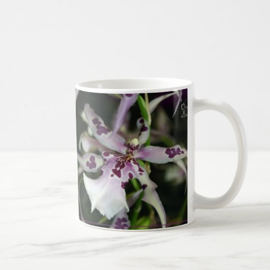 Mok Orchid Beallara (Rechts)