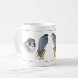 Mok Peregrine Falconry