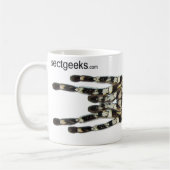 Mok - Poecilotheria regalis (Indische sierbloem) (Links)