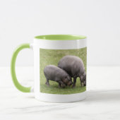 Mok Pygmy Hippos (Links)