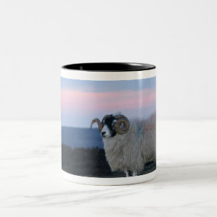 Mok schapen