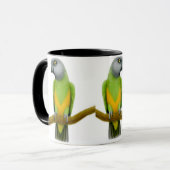 Mok Senegal Parrots (Voorkant links)