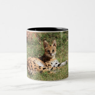 Mok Serval Cat