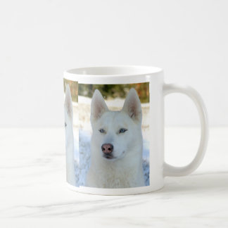 Mok Siberian Husky