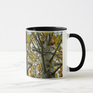 Mok Sycamore Tree