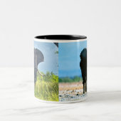 Mok van Afrikaanse olifanten (Center)