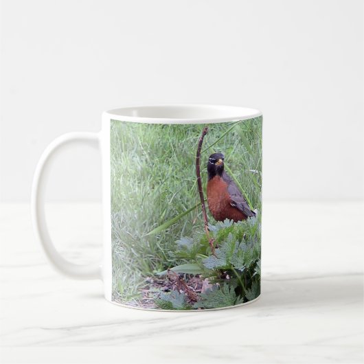 Mok van American Robin (Male) (Links)