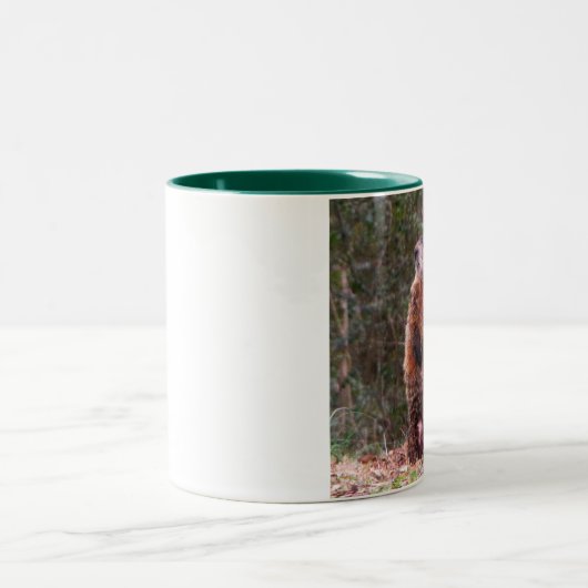 Mok van backyard Beaver (Center)