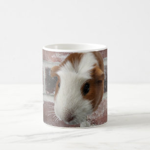 mok van cavia's
