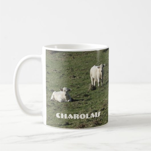 Mok van Charolais-koeien en kalveren (Links)