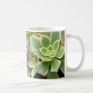 Mok van Succulente tuin