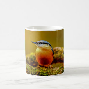 Mok vogels - Nuthatch