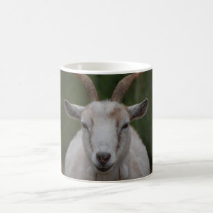 Mok witte geiten