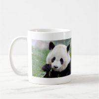 Mokken foto reus panda. Panda-wedstrijd.