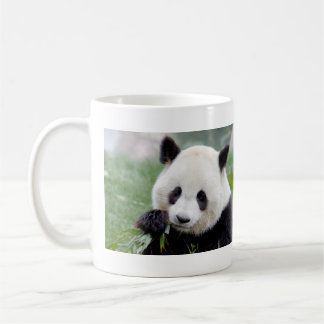 Mokken foto reus panda. Panda-wedstrijd.