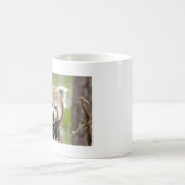 Mokken foto rode panda. Panda roux, dieren. (Center)