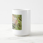 Mokken foto rode panda. Panda roux, dieren. (Center)