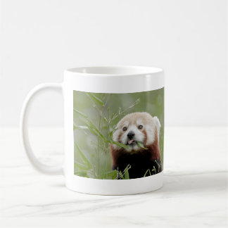 Mokken foto rode panda. Panda roux, dieren.